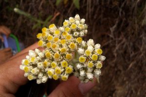 Edelweis (Anaphalis maxima), bunga abadi yang hanya ada di jawa