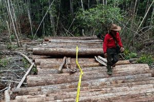 Pelaku illegal logging di kotawaringin timur diringkus polsek cempaga