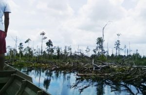 Pandemi tak mampu menghalangi semakin hilangnya hutan indonesia