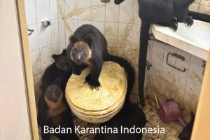 Ratusan Satwa Endemik Papua Digagalkan dari Penyelundupan di Ternate