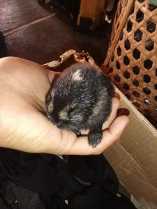 Belum Sempat Dikenal Sudah Terancam, Kisah Kelinci Belang Sumatra
