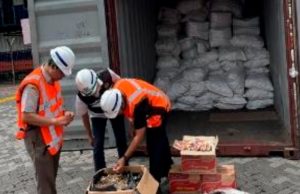 Berkas Perkara Penyelundupan 3 Ton Sisik Trenggiling Dinyatakan Lengkap, Penyidik Terus Kejar Aktor Lain