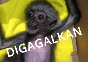 Dari Indonesia ke Oman, Jalur Perdagangan Satwa Liar Masih Terbuka